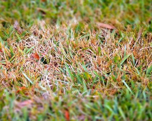 Lawn Disease Treatment in St Charles