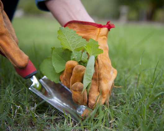 Lawn Maintenance in Columbia