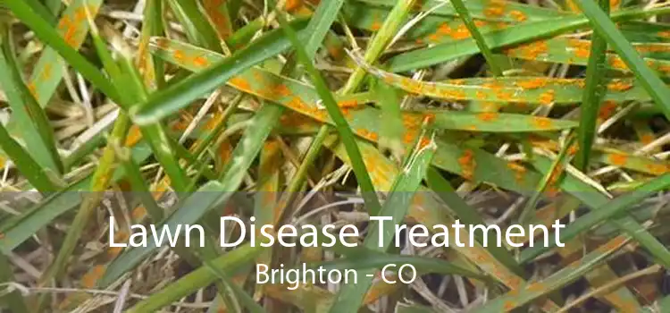 Lawn Disease Treatment Brighton - CO