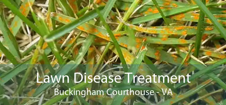 Lawn Disease Treatment Buckingham Courthouse - VA