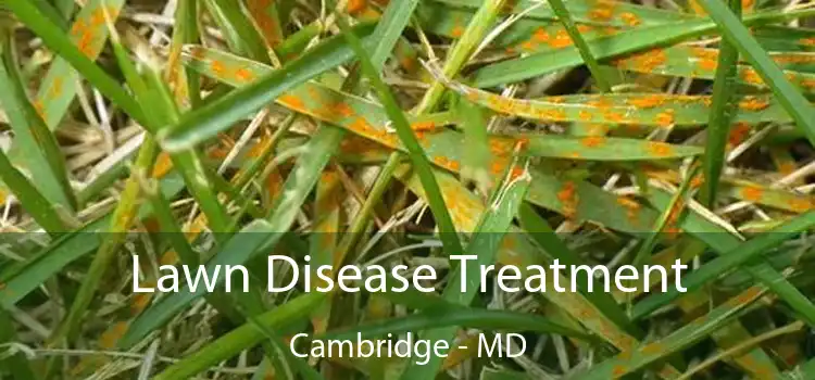 Lawn Disease Treatment Cambridge - MD