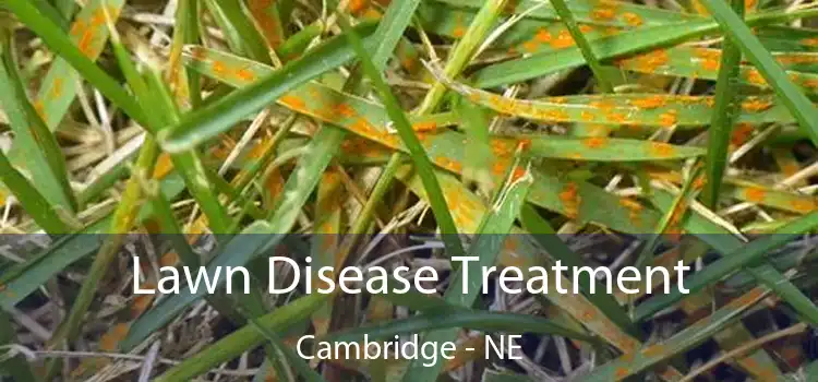 Lawn Disease Treatment Cambridge - NE