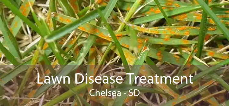Lawn Disease Treatment Chelsea - SD