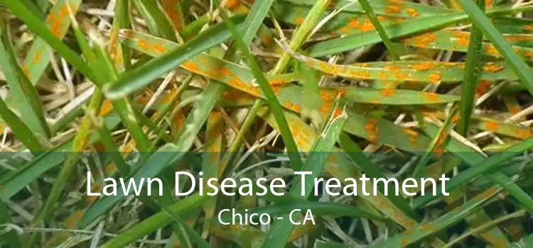 Lawn Disease Treatment Chico - CA