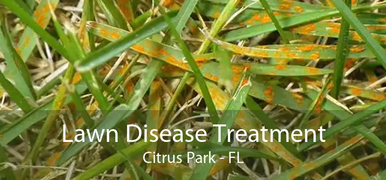 Lawn Disease Treatment Citrus Park - FL