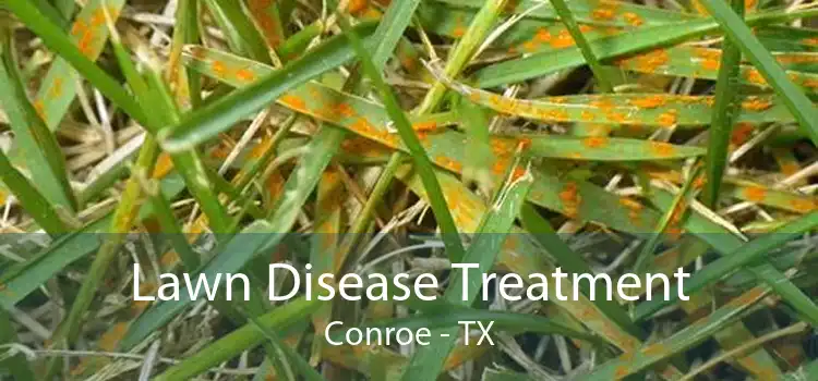 Lawn Disease Treatment Conroe - TX
