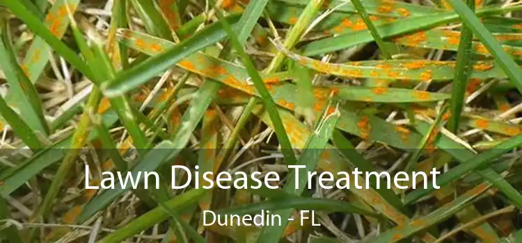 Lawn Disease Treatment Dunedin - FL