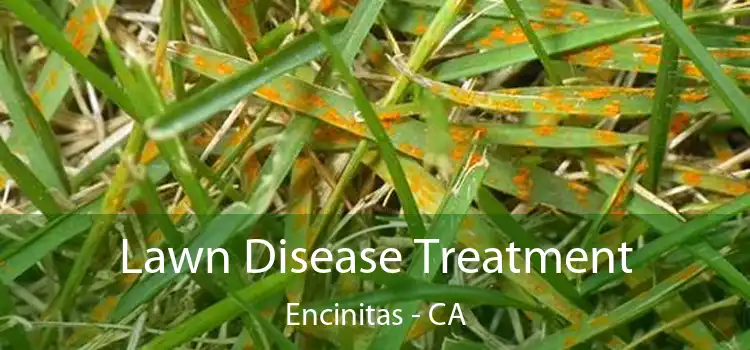 Lawn Disease Treatment Encinitas - CA