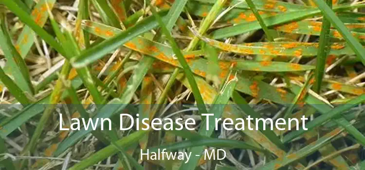 Lawn Disease Treatment Halfway - MD