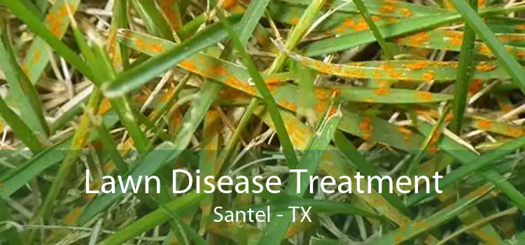 Lawn Disease Treatment Santel - TX
