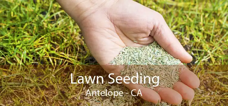 Lawn Seeding Antelope - CA