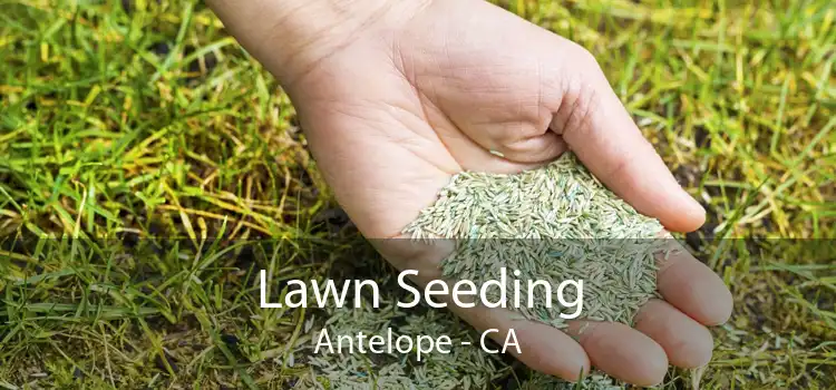 Lawn Seeding Antelope - CA
