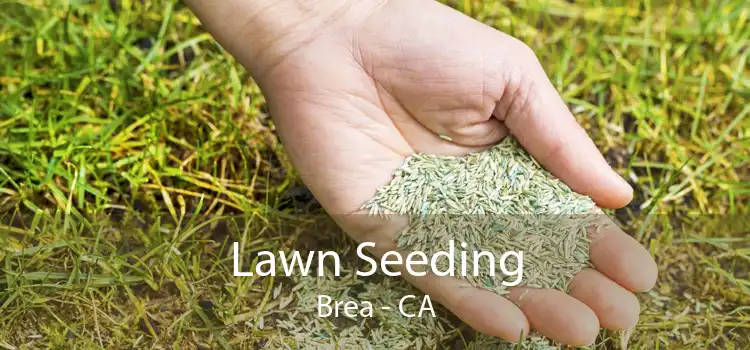 Lawn Seeding Brea - CA