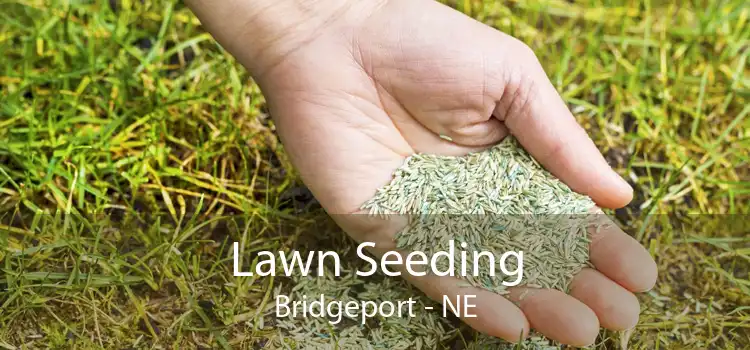 Lawn Seeding Bridgeport - NE