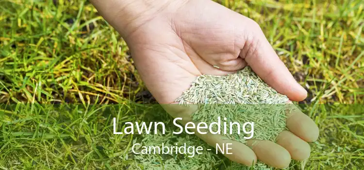 Lawn Seeding Cambridge - NE