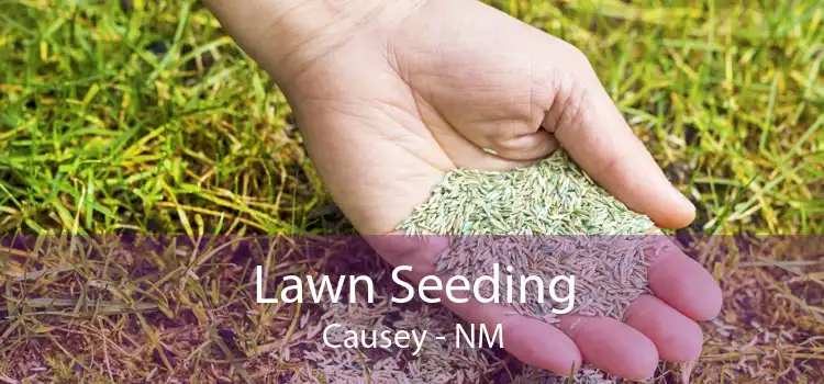 Lawn Seeding Causey - NM