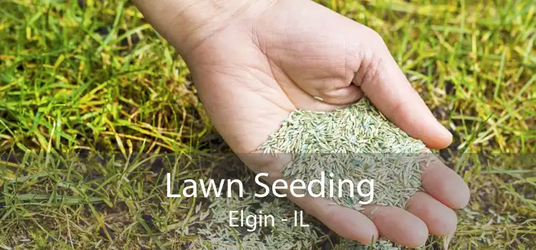 Lawn Seeding Elgin - IL