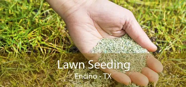 Lawn Seeding Encino - TX