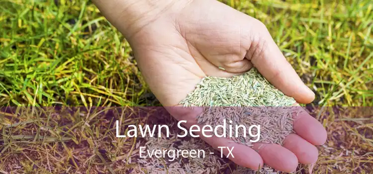 Lawn Seeding Evergreen - TX