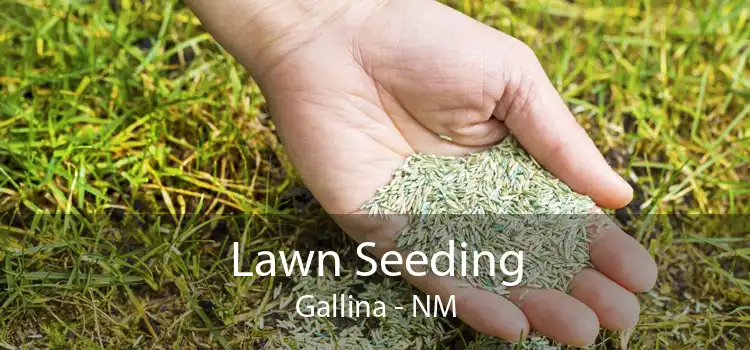 Lawn Seeding Gallina - NM