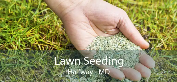 Lawn Seeding Halfway - MD