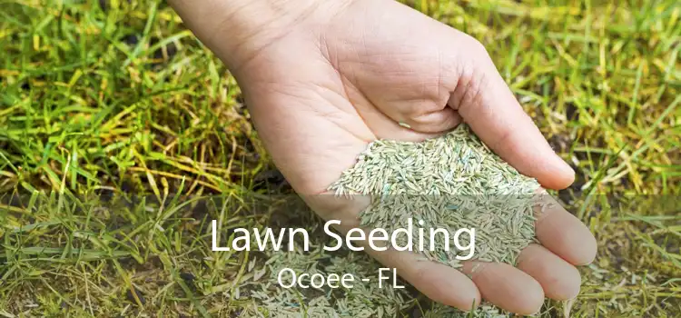 Lawn Seeding Ocoee - FL