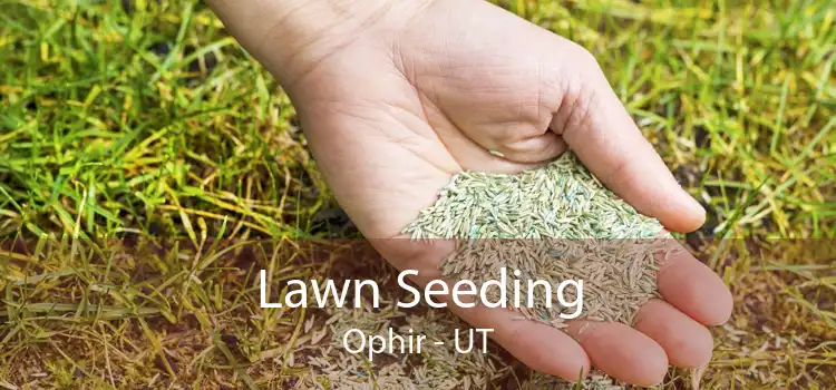 Lawn Seeding Ophir - UT
