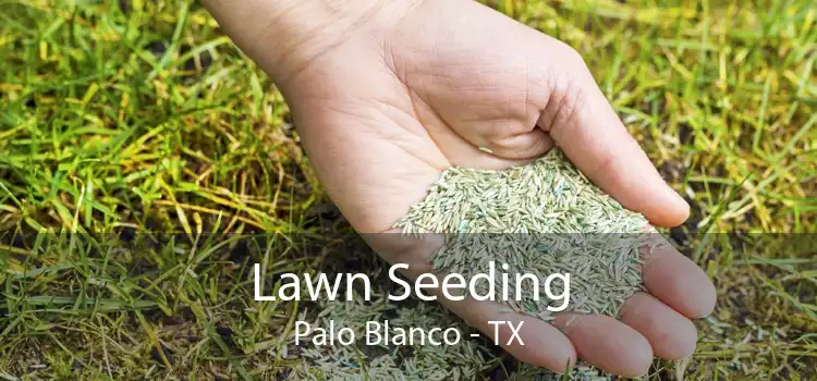 Lawn Seeding Palo Blanco - TX