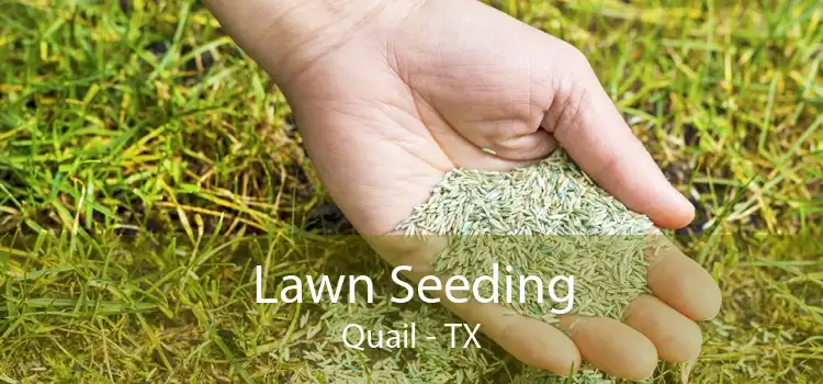 Lawn Seeding Quail - TX