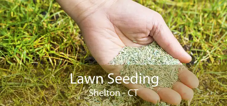  Lawn Seeding Shelton - CT
