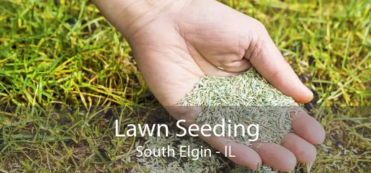 Lawn Seeding South Elgin - IL