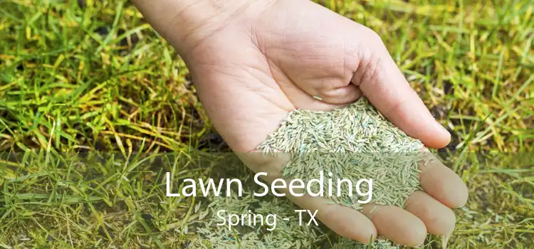 Lawn Seeding Spring - TX