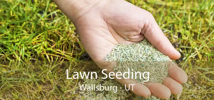Lawn Seeding Wallsburg - UT