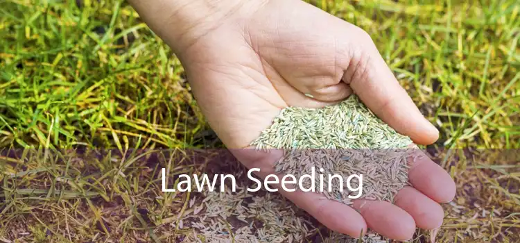 Lawn Seeding 