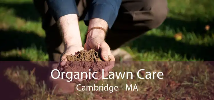 Organic Lawn Care Cambridge - MA