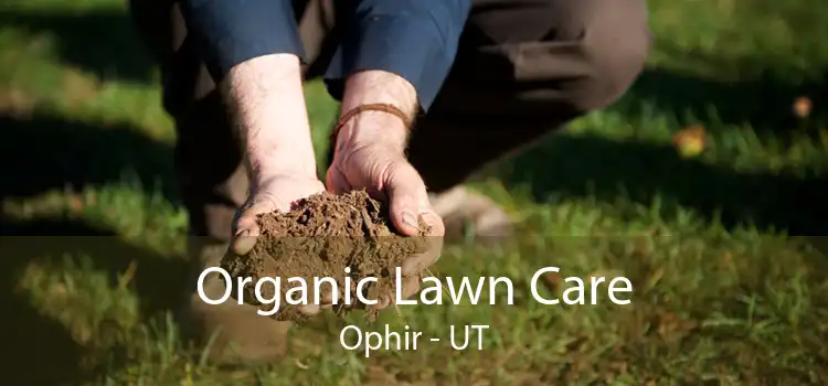 Organic Lawn Care Ophir - UT