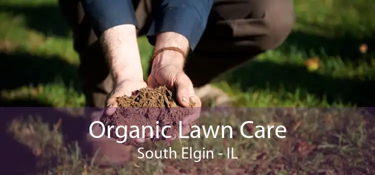 Organic Lawn Care South Elgin - IL