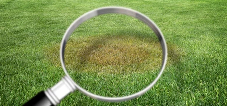 Lawn Rust Disease Treatment in Strong City, OK