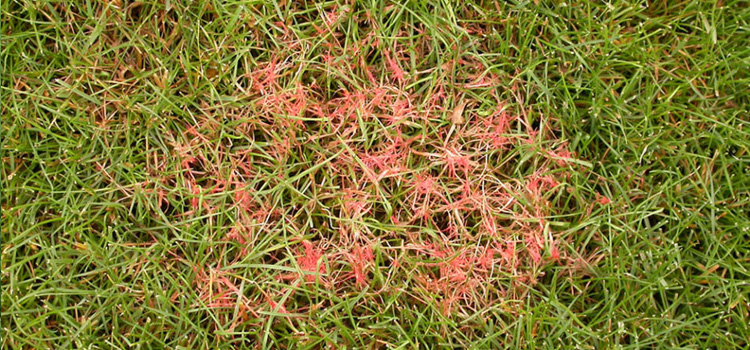Red Thread Lawn Disease Treatment in Knowles, OK